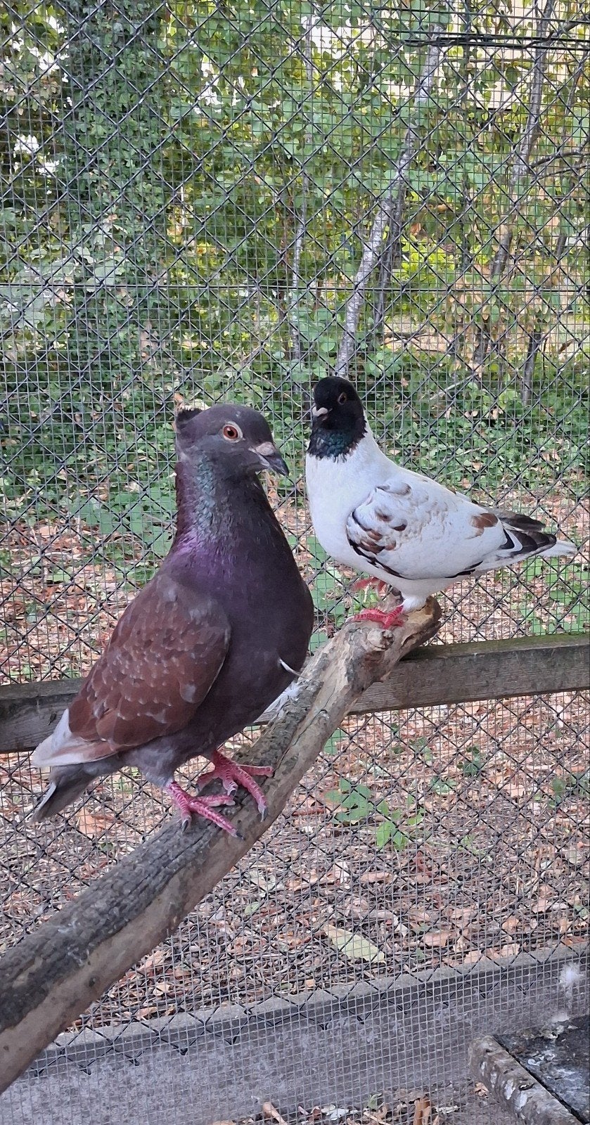 duiven, Dieren en Toebehoren, Vogels | Duiven