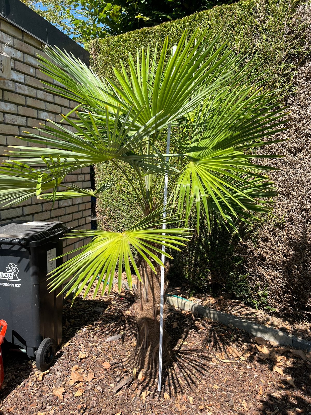 Trachycarpus fortunei +2 mètres !, Enlèvement, Plante fixe