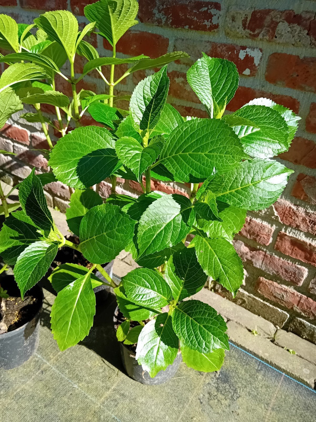 Boeren hortensia, Tuin en Terras, Ophalen, Hortensia