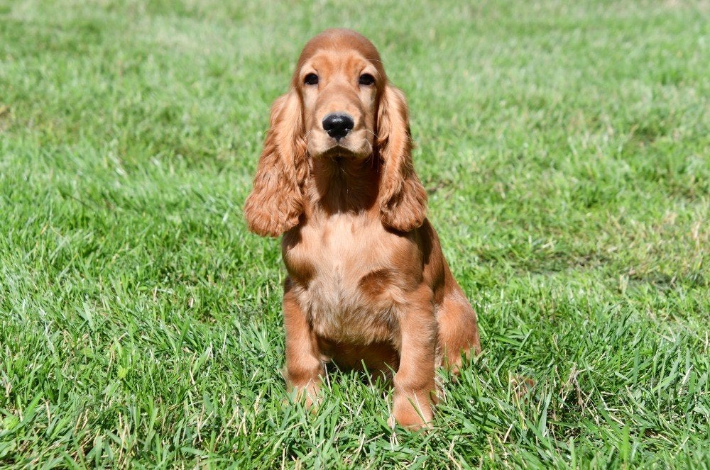 Engelse Cocker Spaniël pups te koop, Dieren en Toebehoren, 15 weken tot 1 jaar, Buitenland, CDV (hondenziekte), Meerdere