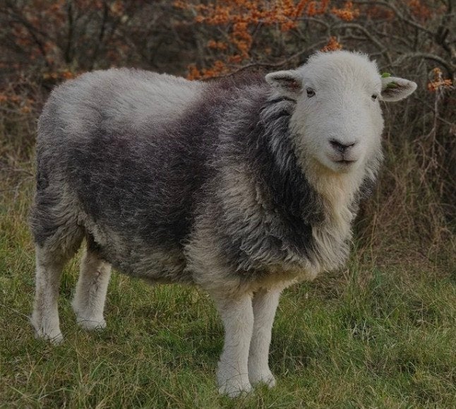 Schapen te huur vanaf mei 2027-natuurlijke begrazing