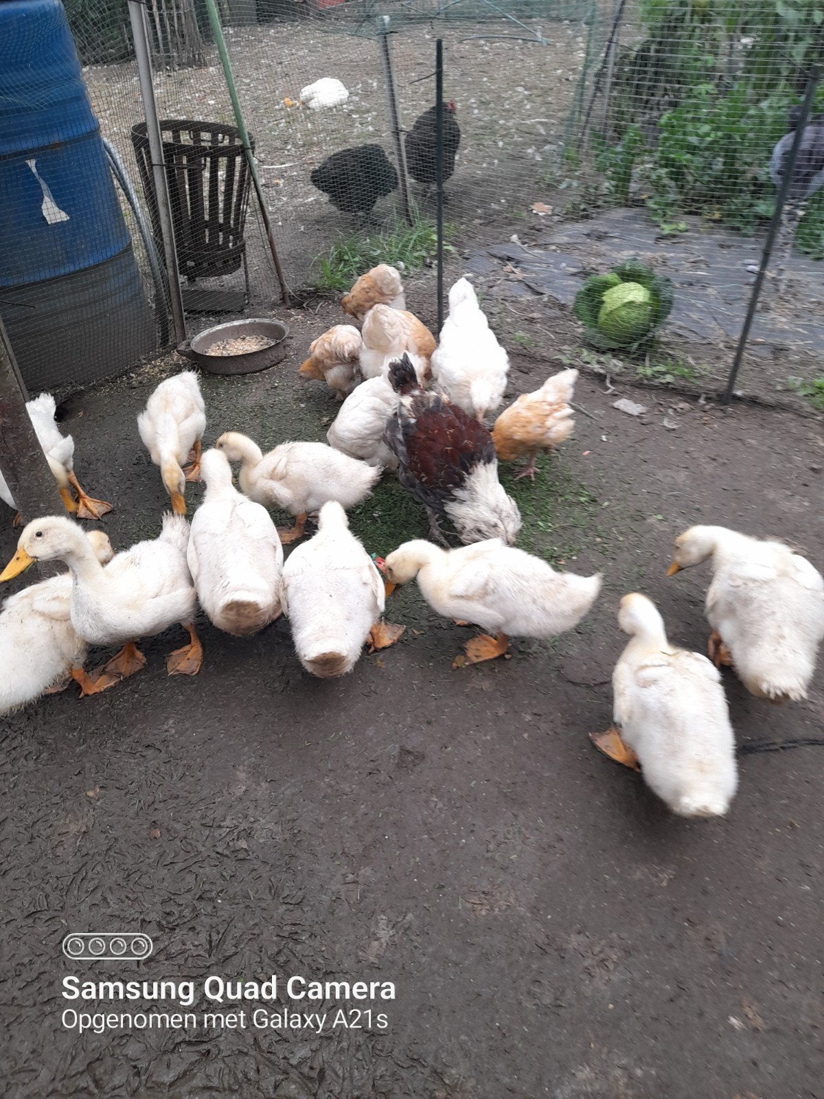 8 Pekingeenden, Dieren en Toebehoren, Meerdere dieren, Eend