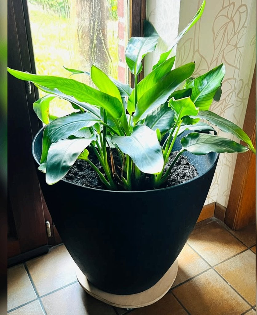 Plante Oiseaux de Paradis, Enlèvement, En pot, Moins de 100 cm