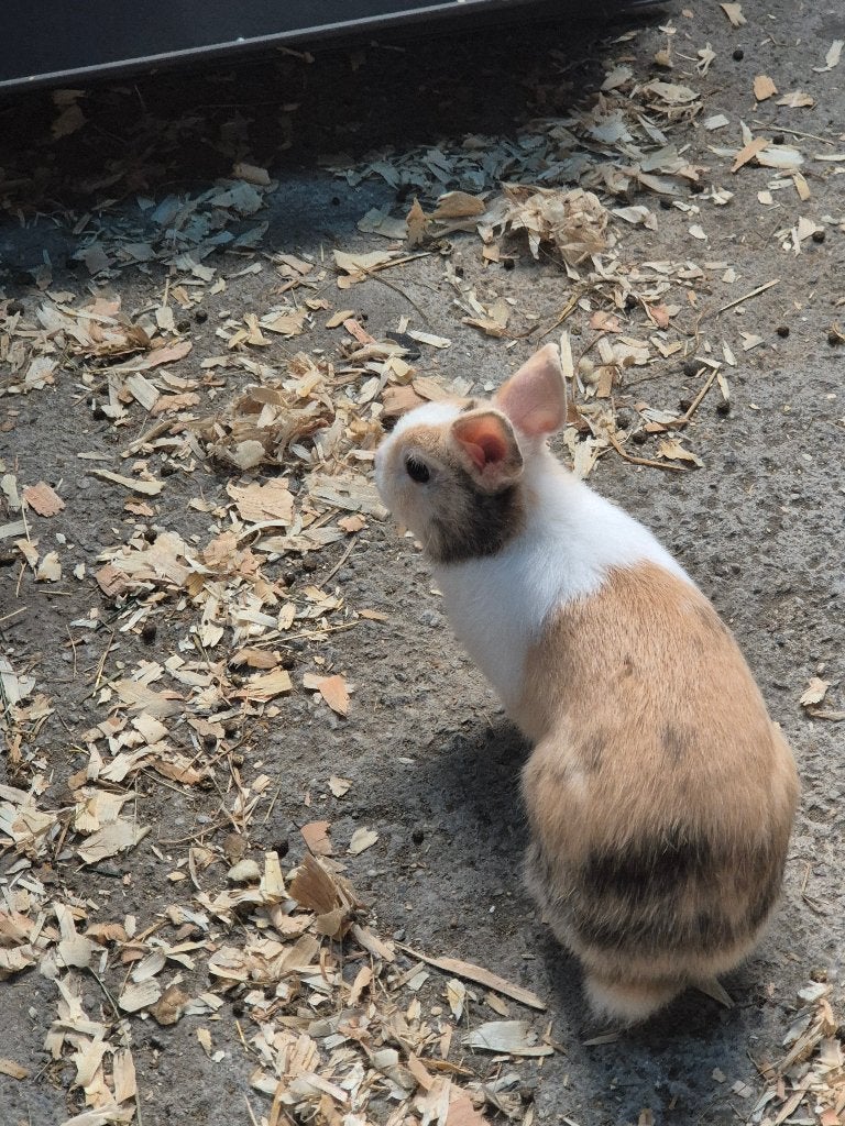 Lapins nains, Plusieurs animaux, Nain, 0 à 2 ans