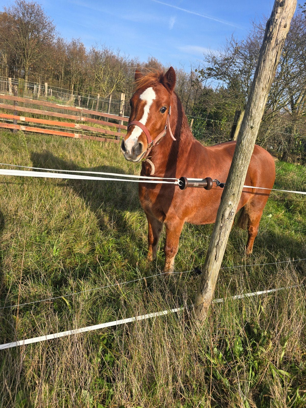 kinderpony te koop, Jument, Poney B (1.17 m à 1.27 m), Avec pedigree, 7 à 10 ans
