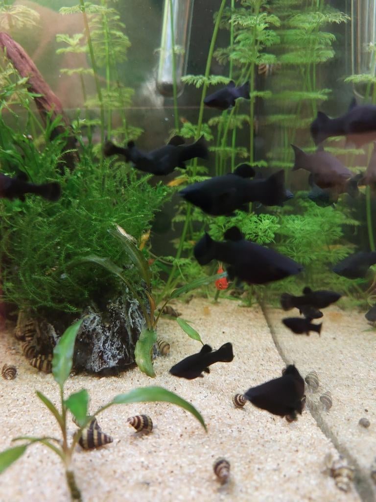 Black Molly's en Helena slakken - eigen kweek, Dieren en Toebehoren, Vissen | Aquariumvissen