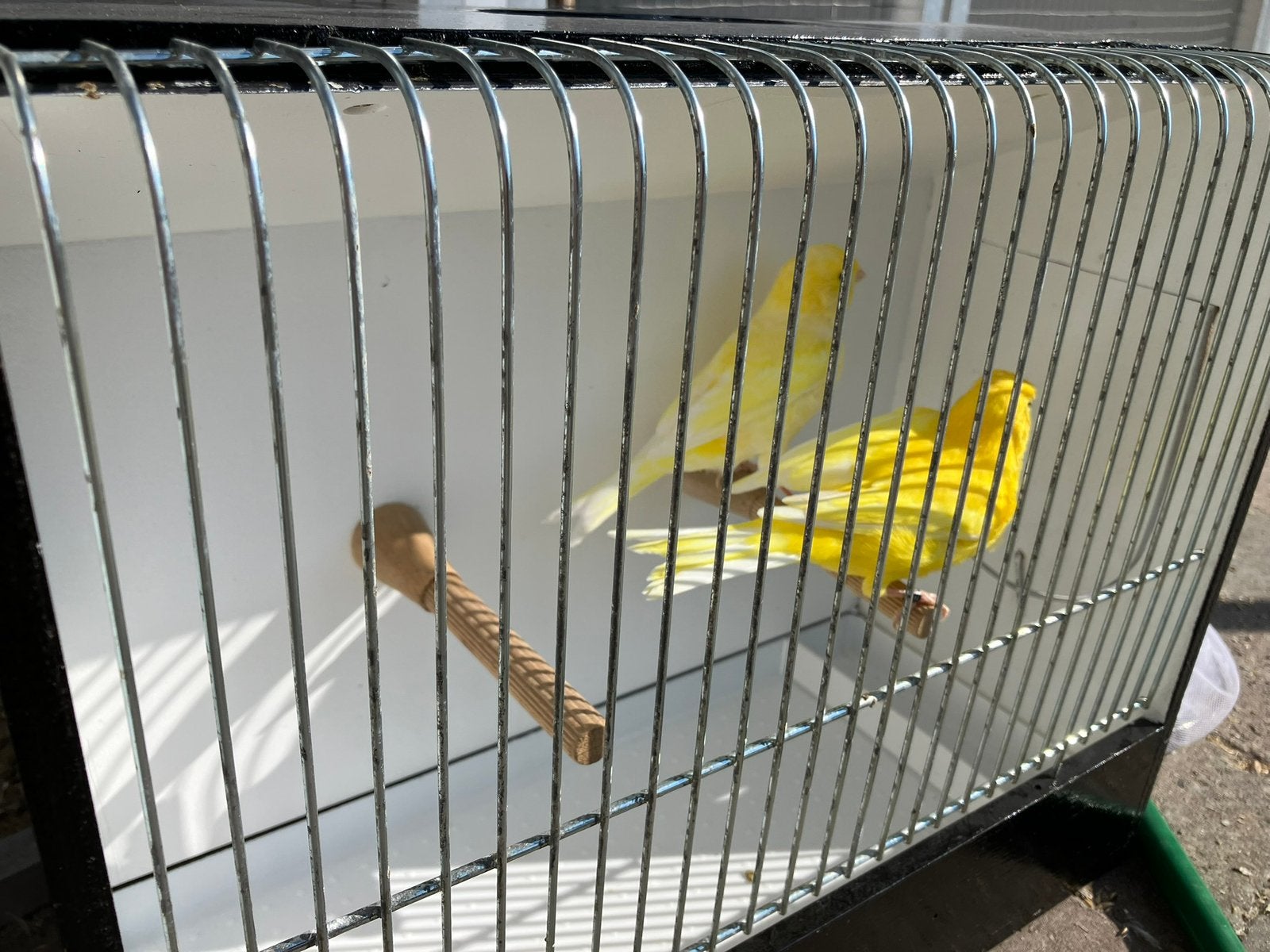 3 koppels gele kanaries, Dieren en Toebehoren, Vogels | Kanaries, Meerdere dieren, Kleurkanarie