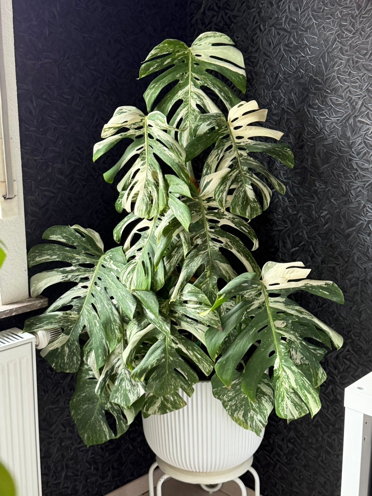 Grote Monstera Albo Variegata, Ophalen, 100 tot 150 cm, Overige soorten, Halfschaduw