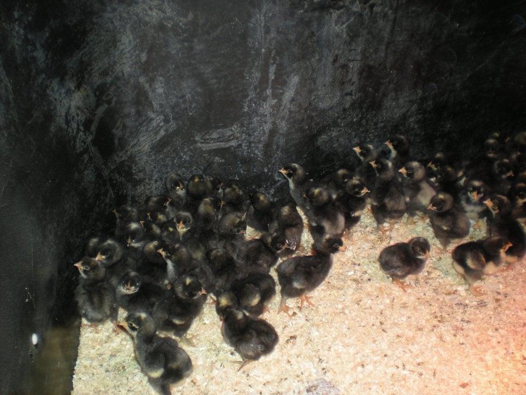 Kuikens Mechelse koekoek, Dieren en Toebehoren, Pluimvee