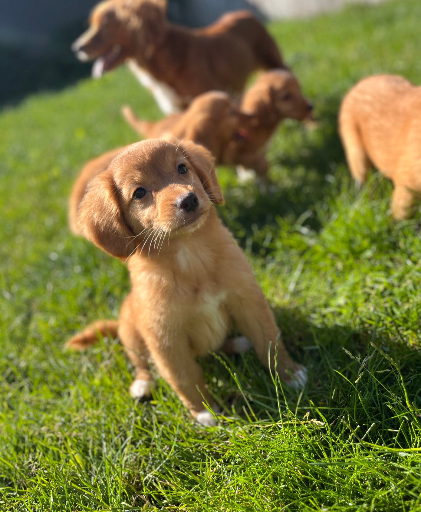 Nova Scotia Duck Tolling Retriever (Toller) pups, Dieren en Toebehoren, Parvo, België, Overige rassen, 8 tot 15 weken