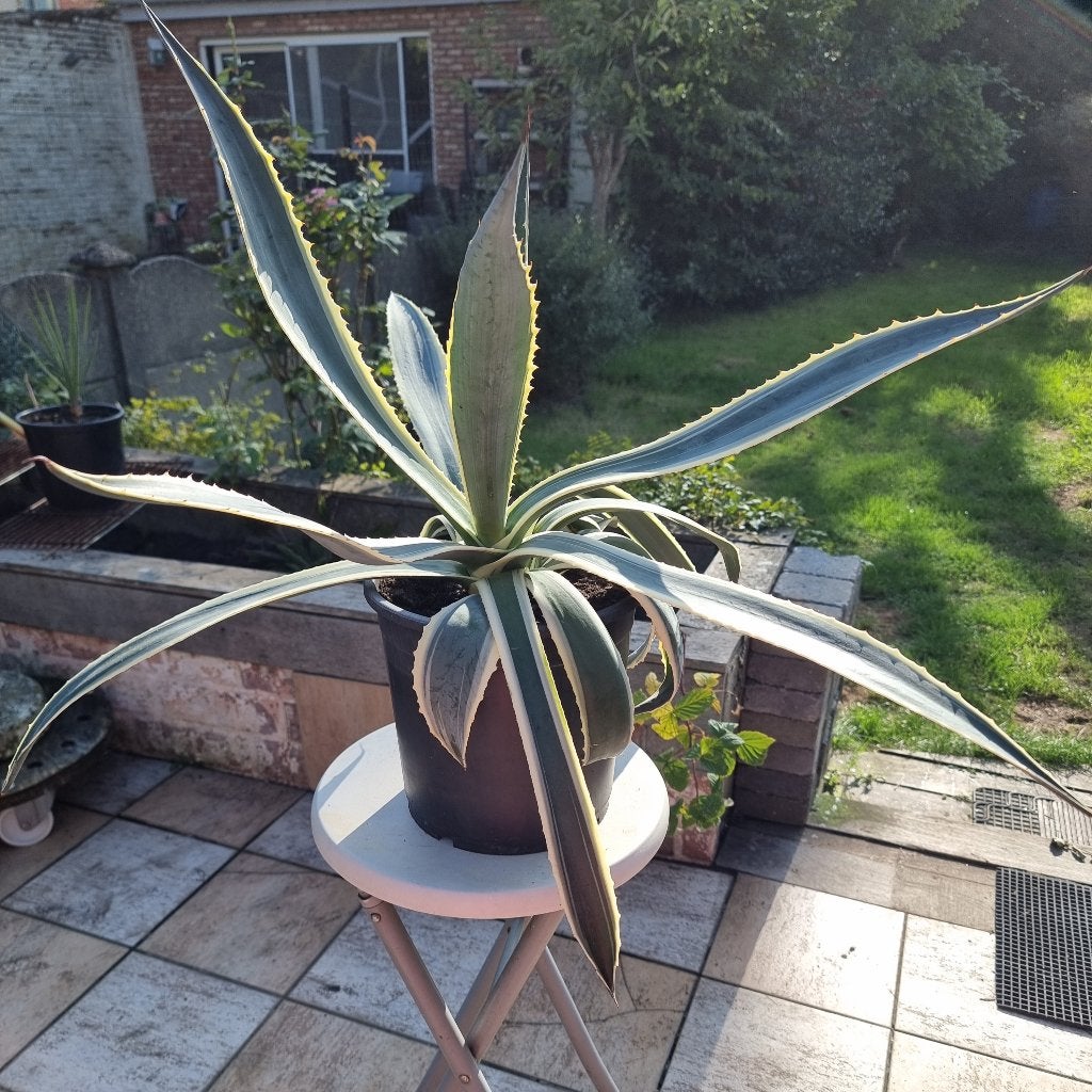 Grote zeer mooie plant Agava Americana, Jardin & Terrasse, Enlèvement, Plante fixe