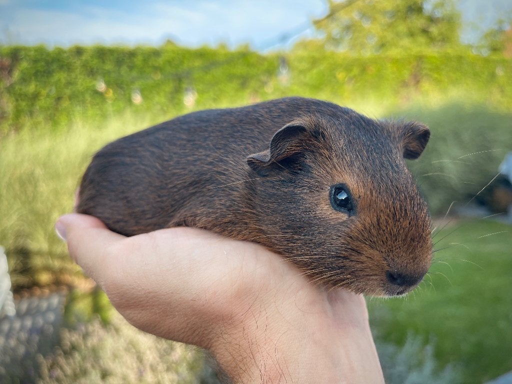 Cavia beertje, Dieren en Toebehoren, Knaagdieren, Augustus, Mannelijk, Cavia
