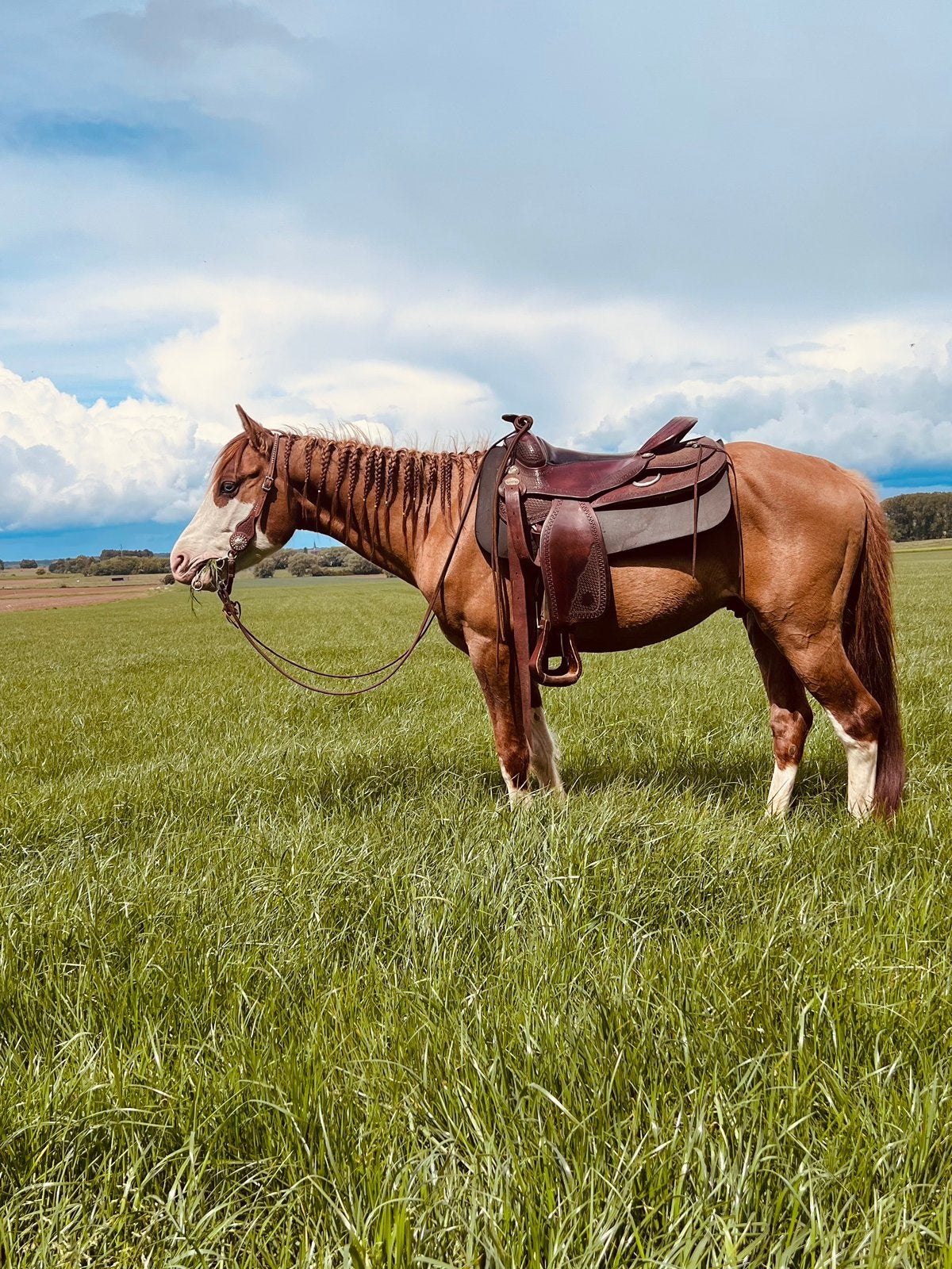Zadelmak maken, Dieren en Toebehoren, Paarden, Zadelmak