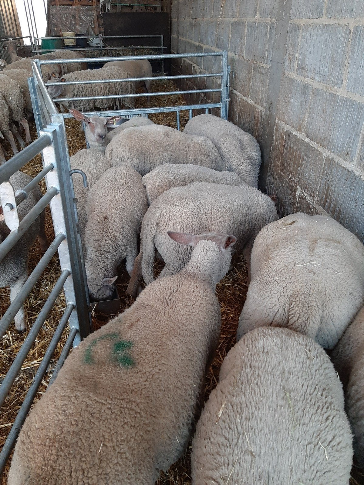 Charrollais Lammeren, Dieren en Toebehoren