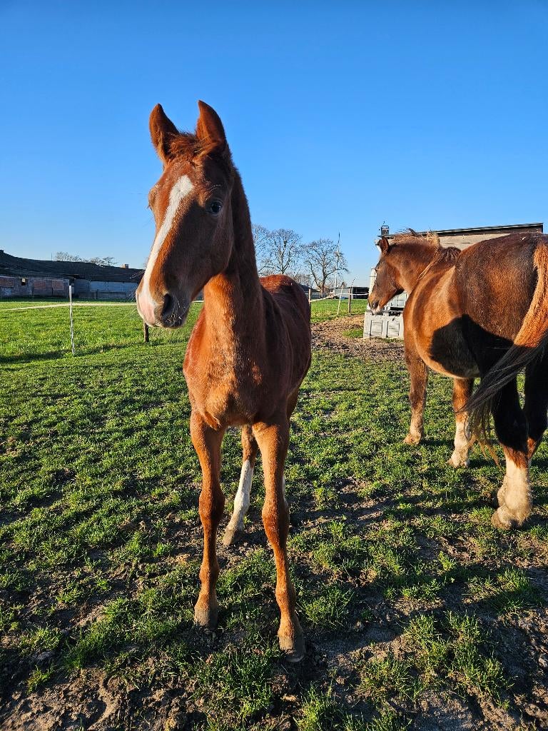 JONGE HENGST, Moins de 160 cm, Avec pedigree, Étalon, 0 à 2 ans