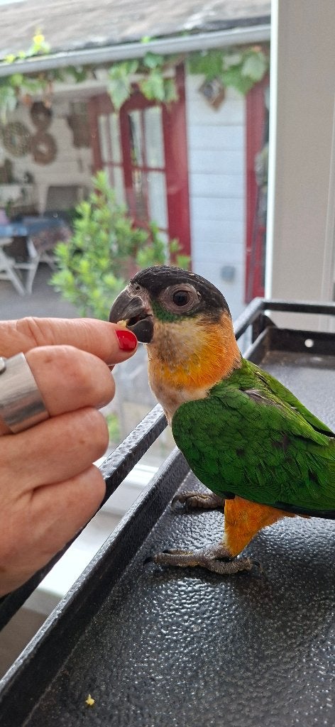 Zwartkop Caique  ( Handtam), Dieren en Toebehoren, Mannelijk, Dwergpapegaai of Agapornis, Tam