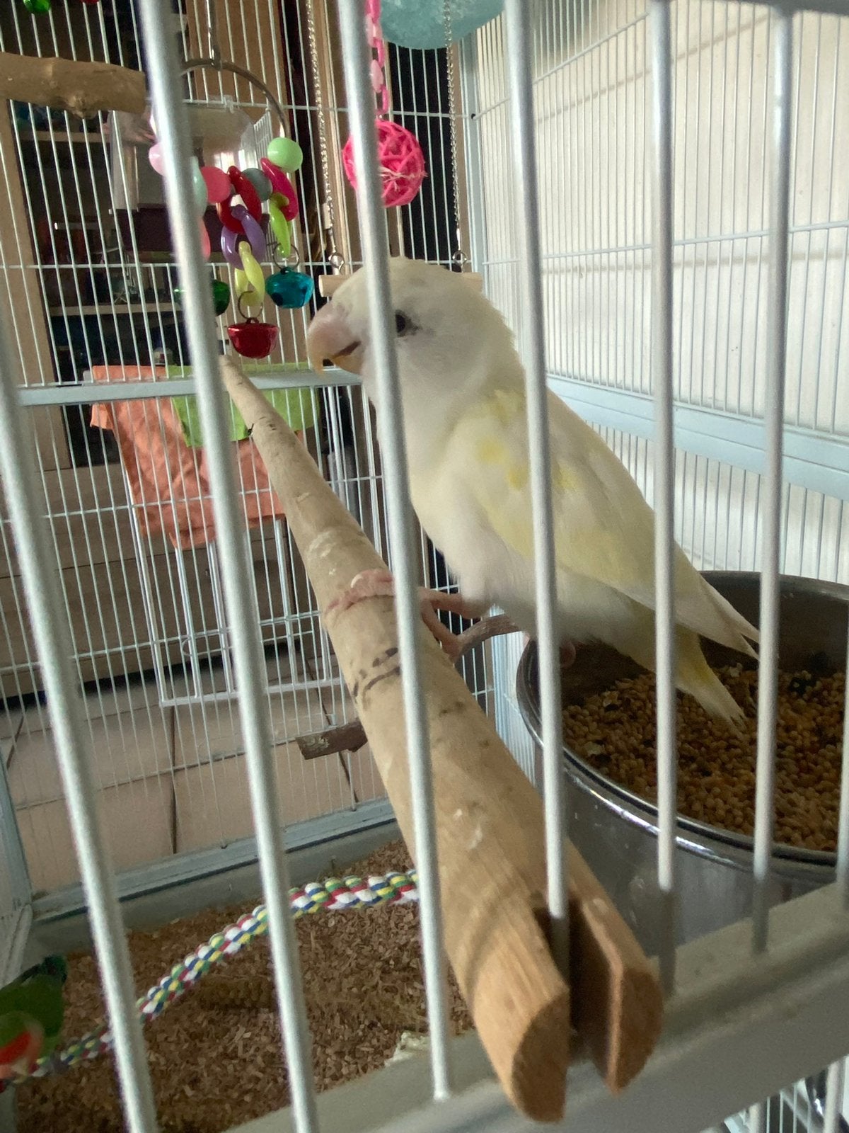 Twee agapornis +kooi