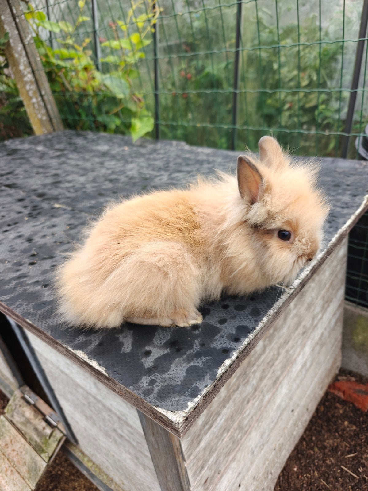 Jonge handtamme dwergkonijntjes leeuwenkopjes, Dieren en Toebehoren, Meerdere dieren, Dwerg, 0 tot 2 jaar