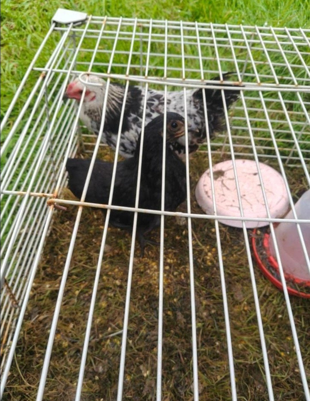 Kip, Dieren en Toebehoren, Pluimvee