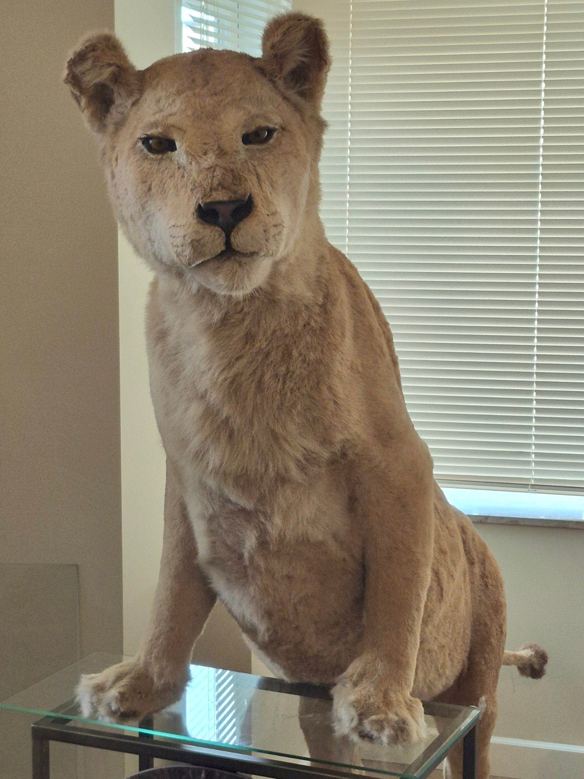 Lionne en peluche spéciale de taxidermie avec des papiers, Collections, Enlèvement, Comme neuf, Animal sauvage, Animal empaillé