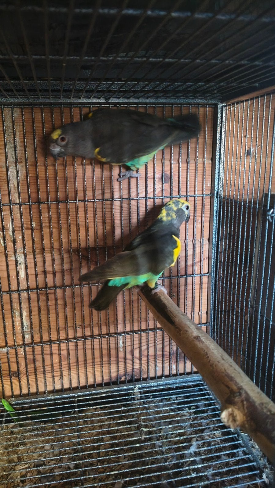 Meyer papegaai, Sexe inconnu, Perroquet, Bagué