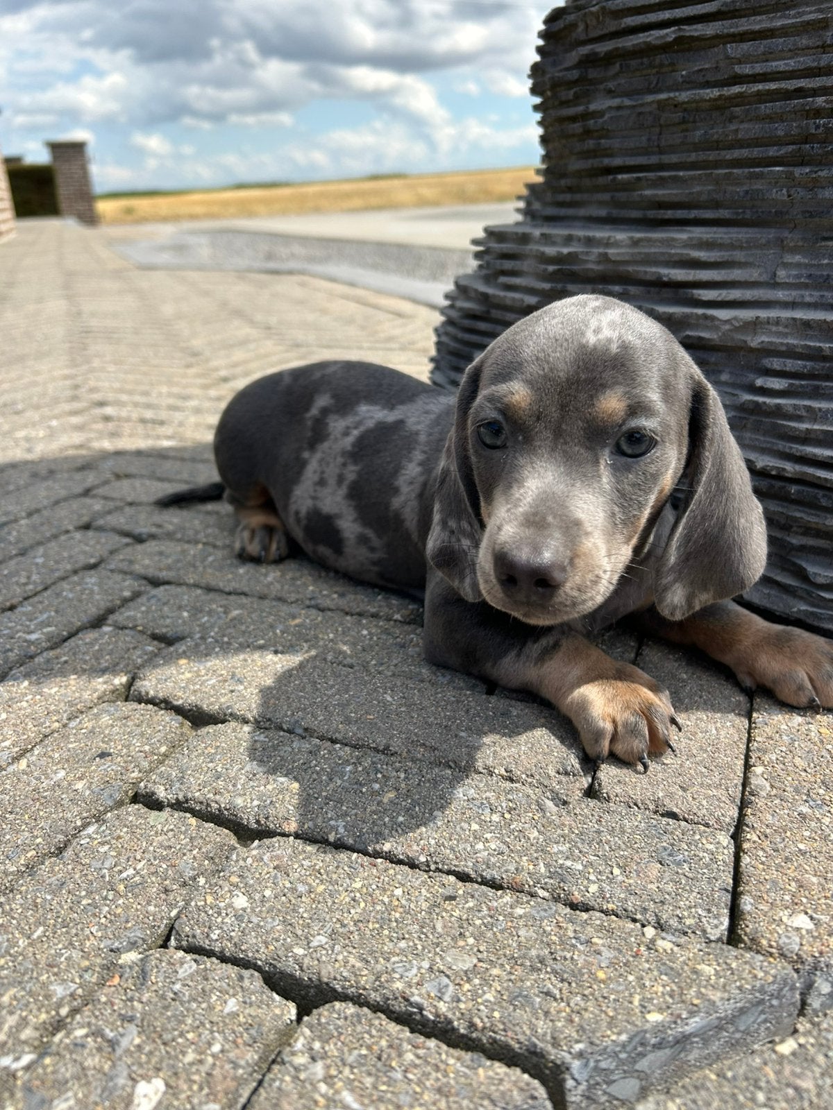Kortharige teckel pups, België, 8 tot 15 weken, Meerdere, Fokker | Professioneel