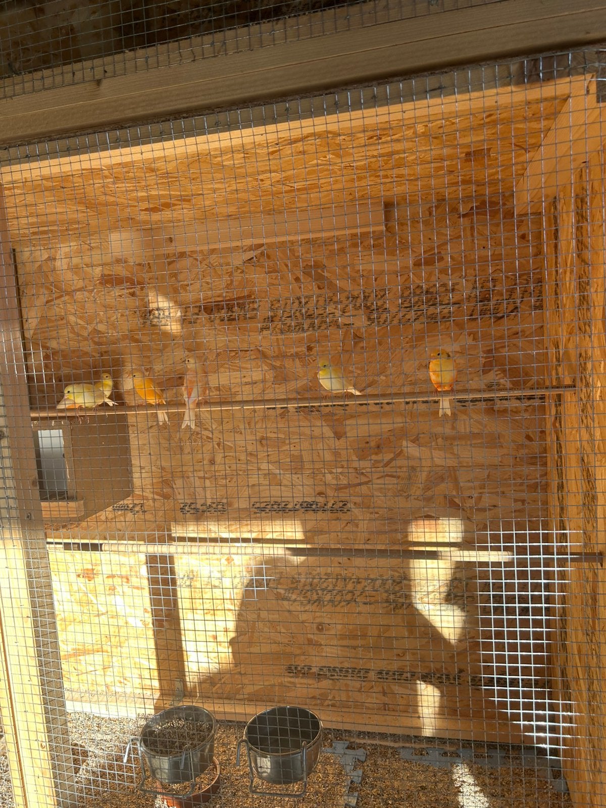 kanaries, Dieren en Toebehoren, Vogels | Kanaries