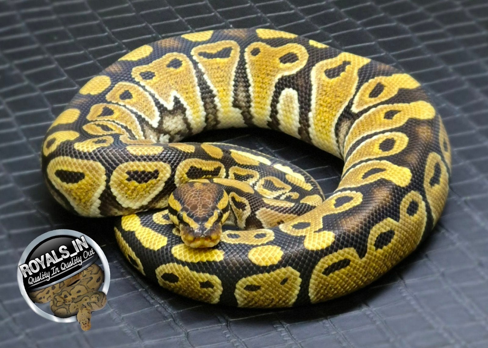 Python regius Ball Python - male for sale from ROYALS_IN