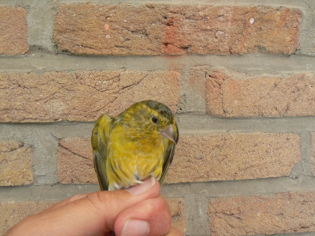 SIJS X KANARIE, Mannelijk, Wildzangvogel, Tam