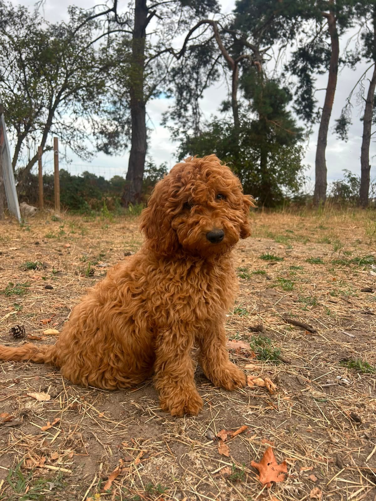 Mooie mini Labradoodle pups!, Maladie de Carré (chiens), Labrador retriever, Plusieurs, Belgique