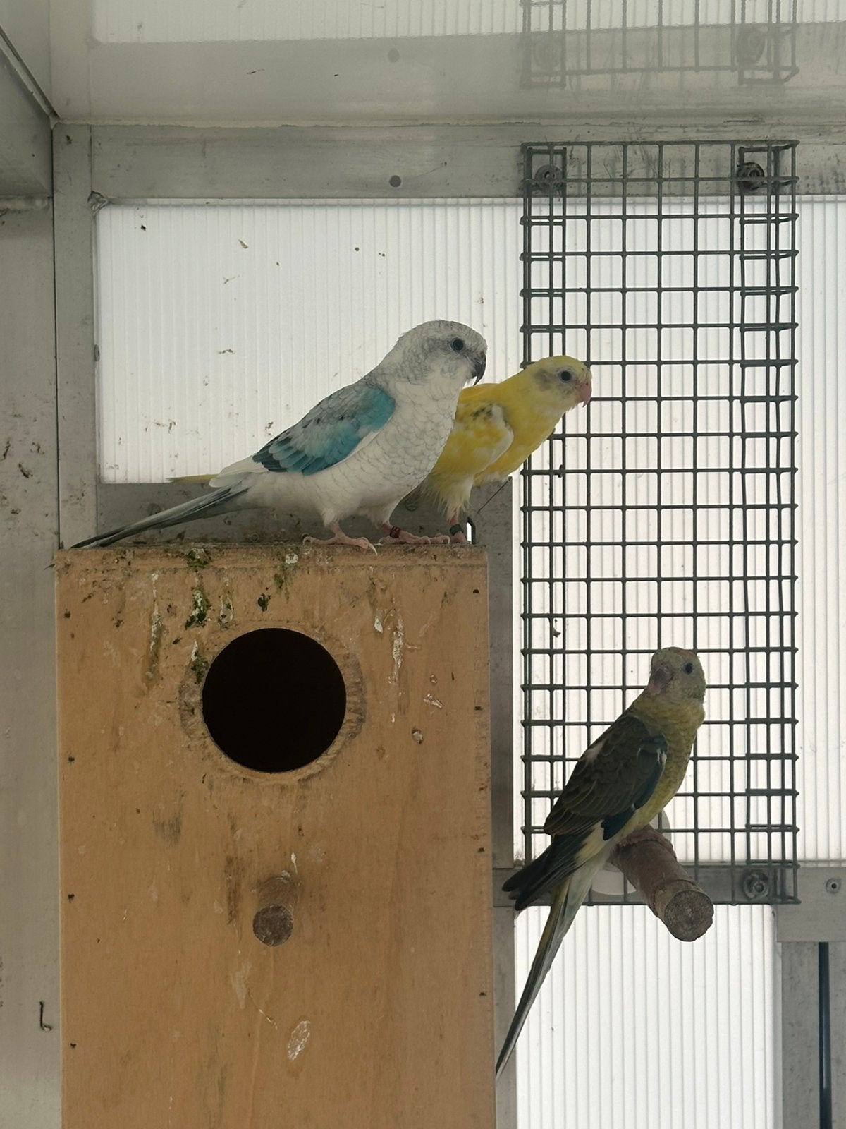 Roodrugparkieten, Dieren en Toebehoren, Vogels | Parkieten en Papegaaien, Parkiet, Geringd