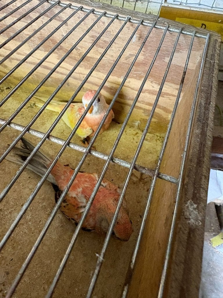 Bourkes 26, Geslacht onbekend, Parkiet, Geringd