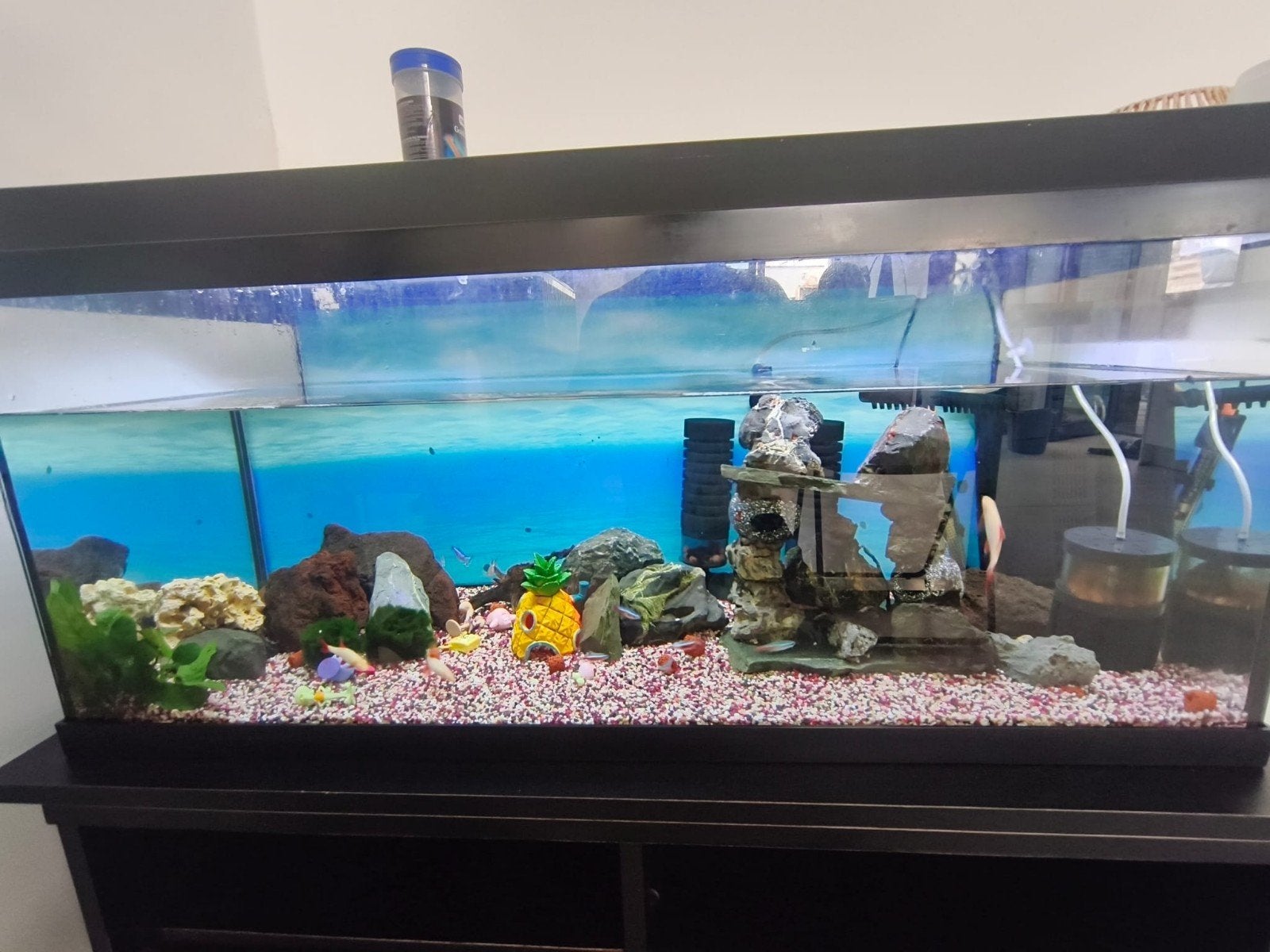 Aquarium met verschillende soorten vissen 100/40/40, Dieren en Toebehoren, Ophalen