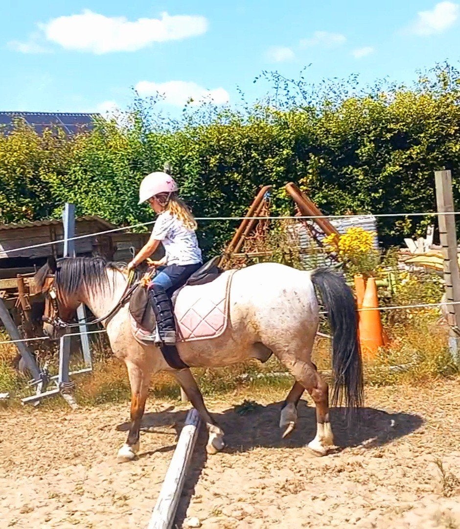 pony ruin te koop, Dieren en Toebehoren, Ruin, Zadelmak, Gechipt, B pony (1.17m tot 1.27m)