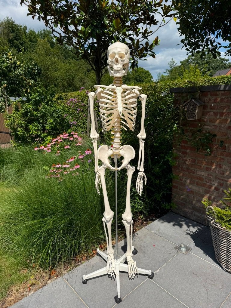 Anatomisch skelet 175 cm menselijk skelet, Diversen, Ophalen, Zo goed als nieuw