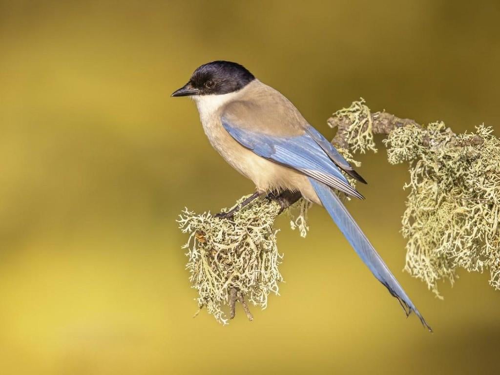 Europese blauwe ekster, Vrouwelijk, Wildzangvogel, Geringd