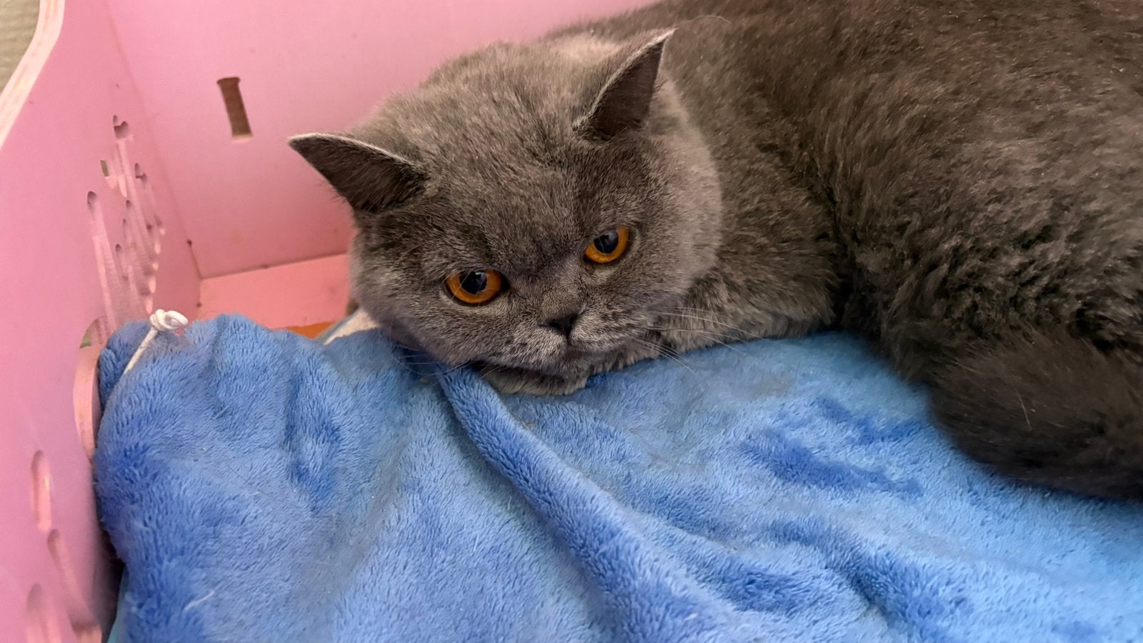 Ch.Brits korthaar Feya, Dieren en Toebehoren, Katten en Kittens | Raskatten | Korthaar, Poes, Met stamboom, 0 tot 2 jaar