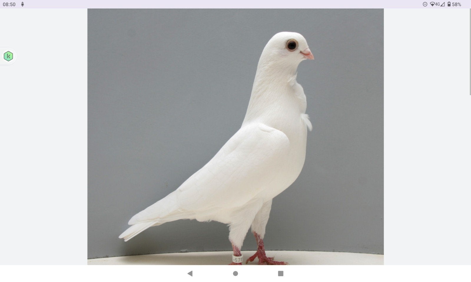 koppels figurita meeuw te koop, Plusieurs animaux, Autres espèces