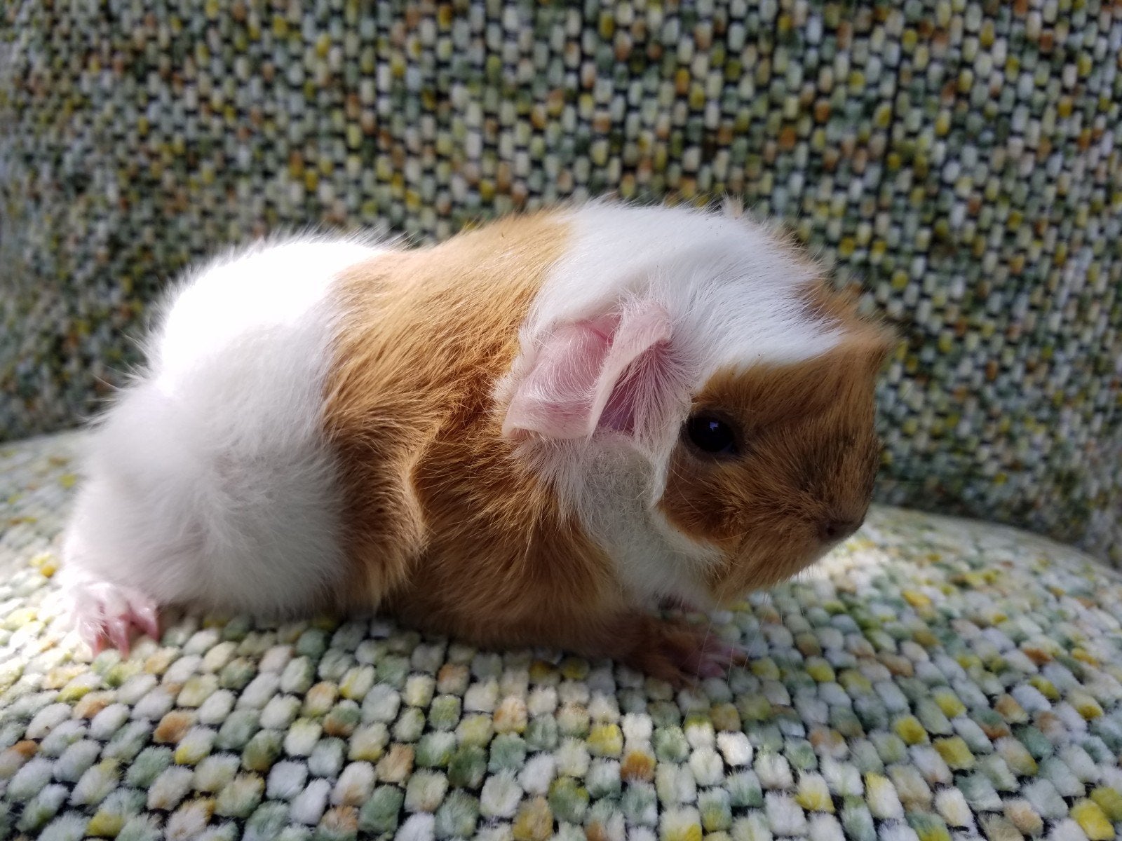 2 prachtige  cavia beertjes, Dieren en Toebehoren, Knaagdieren, Cavia, Mannelijk, Juli, Tam