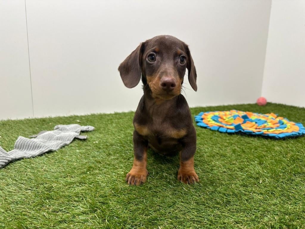 Dwergteckel pups - gladharig, België, 8 tot 15 weken, Korthaar, Dwerg
