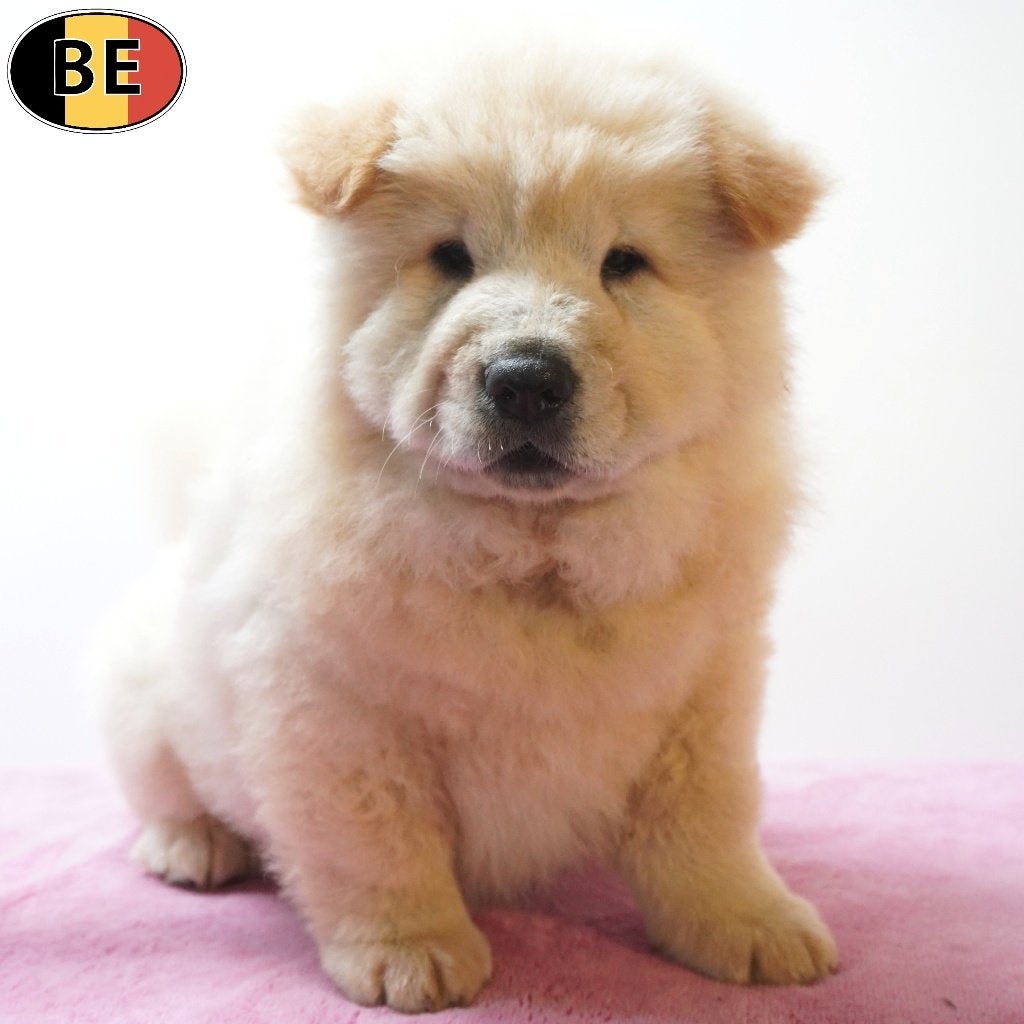 Chow Chow femelles (chiots belges) à vendre, Animaux & Accessoires, Commerçant, Maladie de Carré (chiens), Belgique, 8 à 15 semaines