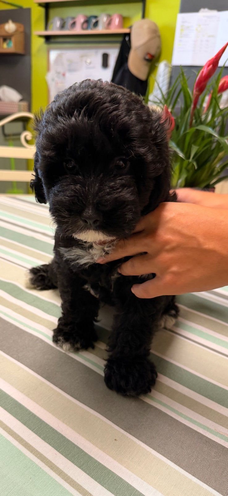 Maltipoo reutje, Dieren en Toebehoren, Honden | Niet-rashonden, Parvo, België, Fokker | Hobbymatig, Reu
