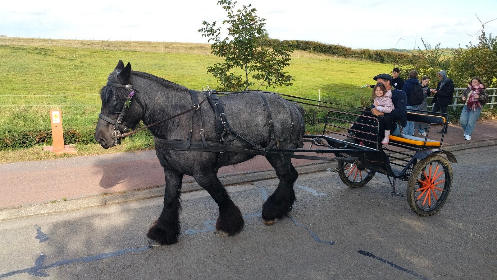 Belgisch trekpaard merrie, Animaux & Accessoires