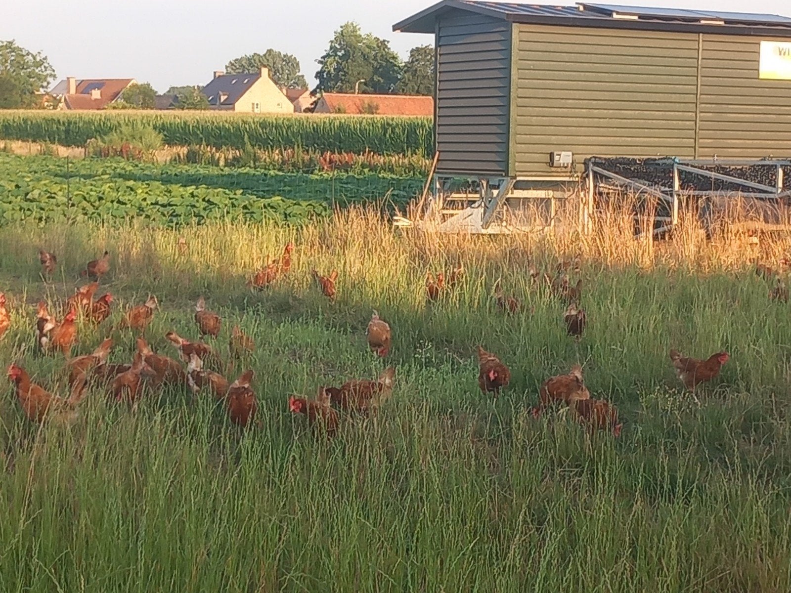 legkippen, Dieren en Toebehoren