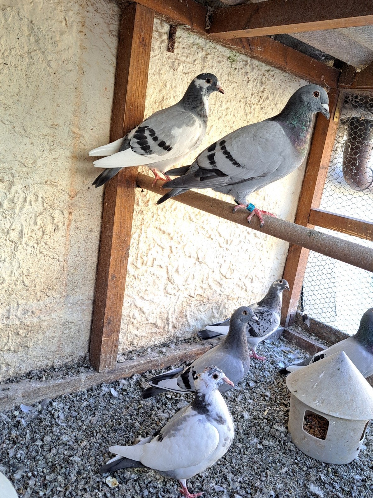 a vendre jeunes pigeons 10 € pièce