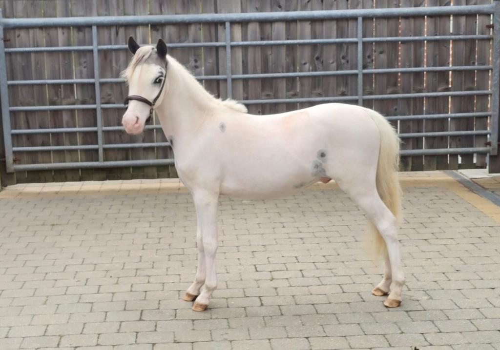 BMP minipaard jaarling hengstje., Dieren en Toebehoren, Paarden, Hengst, Met stamboom, 0 tot 2 jaar