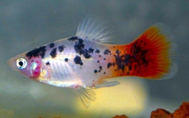 Hobbyaquarium xiph mac white spotted redtail /platy, Animaux & Accessoires, Poisson, Poisson d'eau douce, Banc de poissons