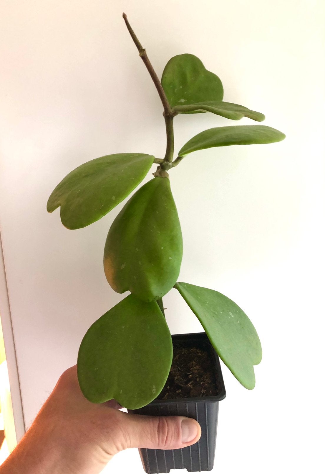 Hoya kerrii te koop., Ophalen