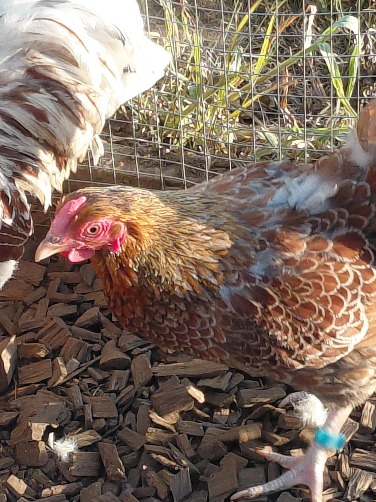 2 hennen zoek nieuw huisje