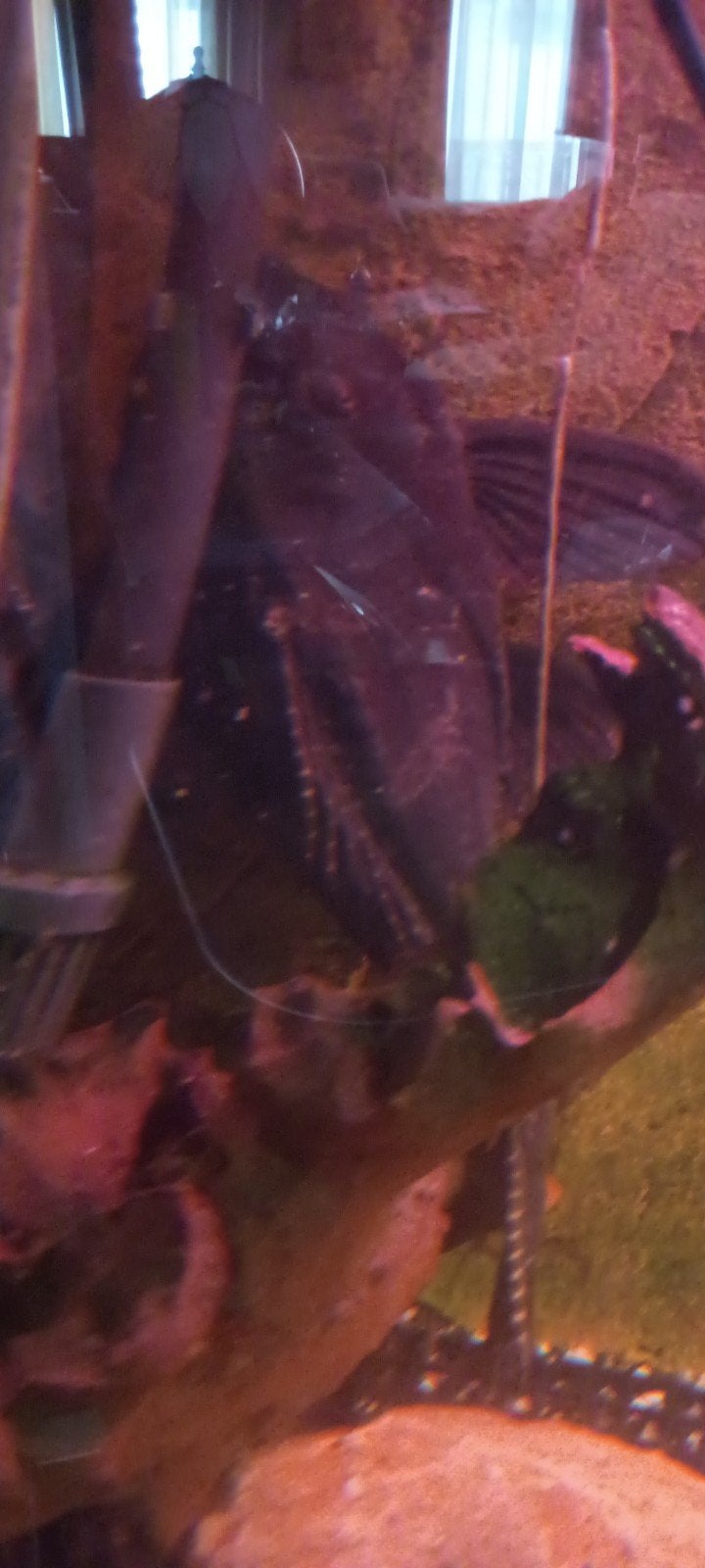 GROTE PLECO 25 CM